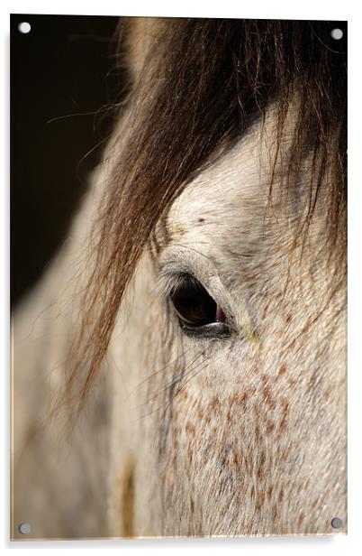 Horse portrait Acrylic by Ian Middleton