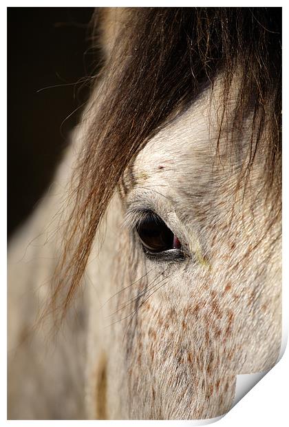 Horse portrait Print by Ian Middleton