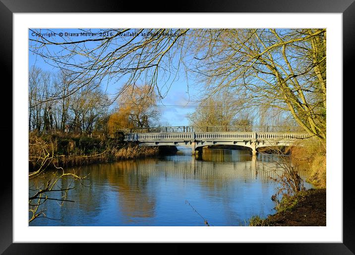 River Stour, Melford, Suffolk Framed Mounted Print by Diana Mower