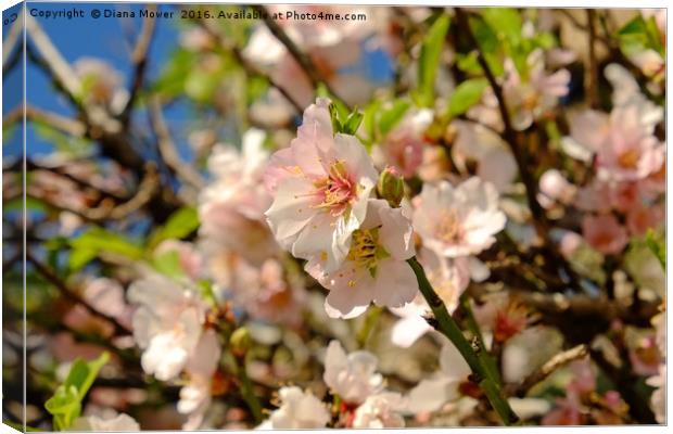 Almond Blossom Canvas Print by Diana Mower