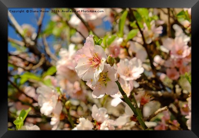 Almond Blossom Framed Print by Diana Mower