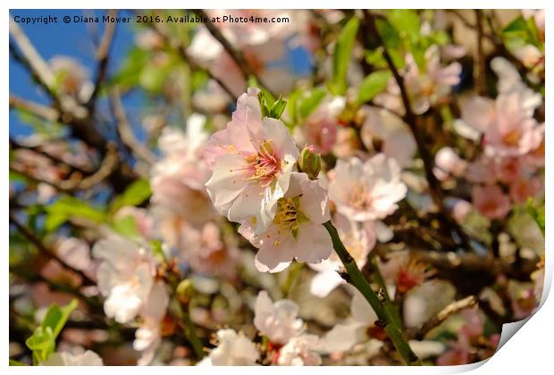 Almond Blossom Print by Diana Mower