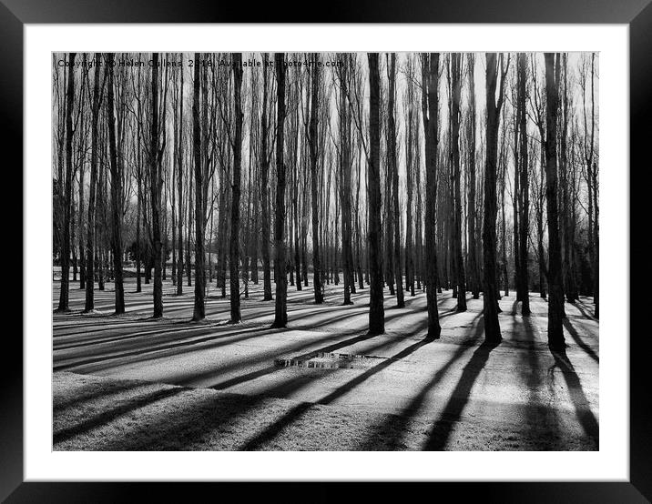 BARCODE TREES                                     Framed Mounted Print by Helen Cullens