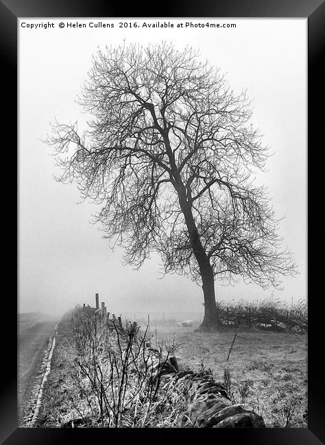 TREE IN THE MIST Framed Print by Helen Cullens