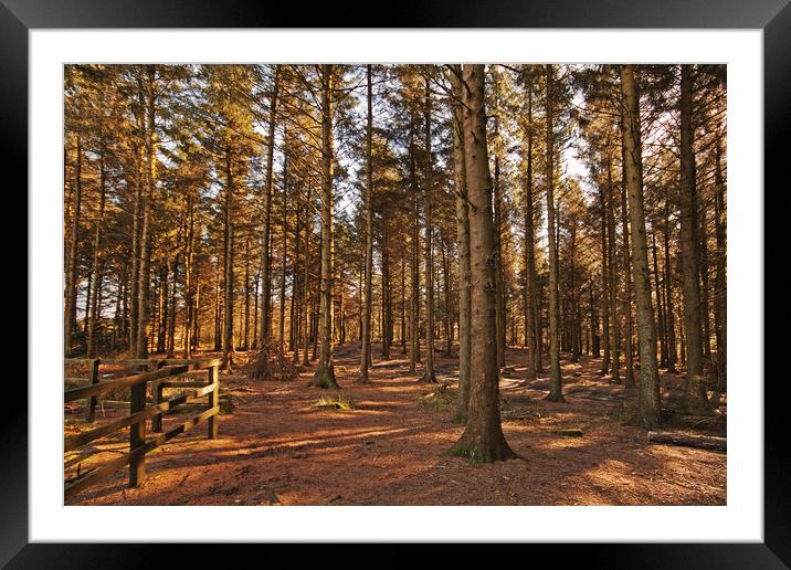 Woodland in Winter Sun Framed Mounted Print by David McCulloch