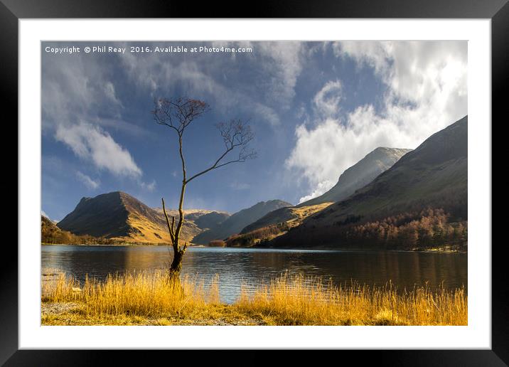 The Lone Tree Framed Mounted Print by Phil Reay