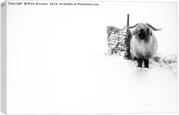 Sheep in snow. Canvas Print by Mark Bowman