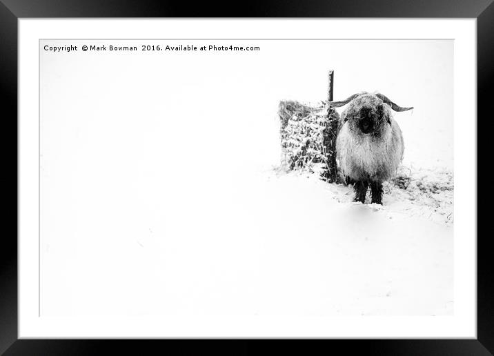 Sheep in snow. Framed Mounted Print by Mark Bowman