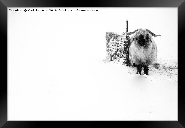 Sheep in snow. Framed Print by Mark Bowman
