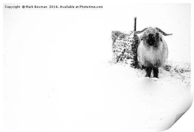 Sheep in snow. Print by Mark Bowman