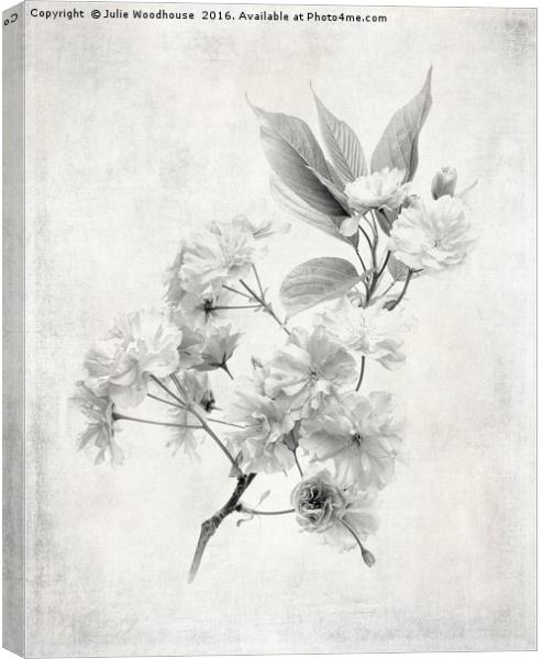Cherry Blossom Canvas Print by Julie Woodhouse