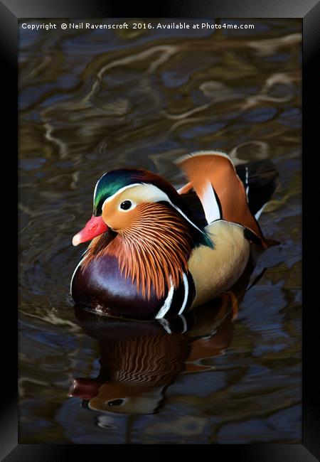 Mandarin duck Framed Print by Neil Ravenscroft