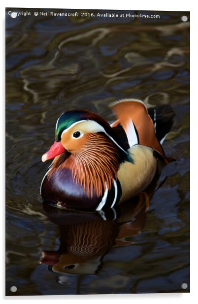 Mandarin duck Acrylic by Neil Ravenscroft