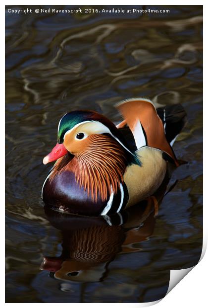 Mandarin duck Print by Neil Ravenscroft