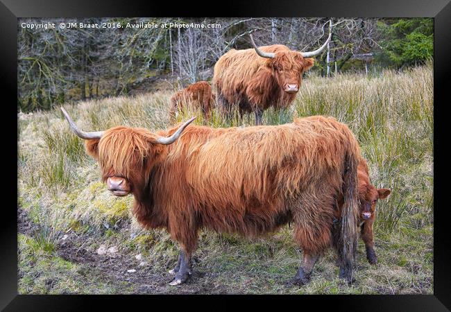 Highland Cattle Framed Print by Jane Braat