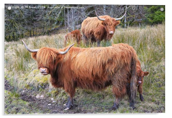 Highland Cattle Acrylic by Jane Braat