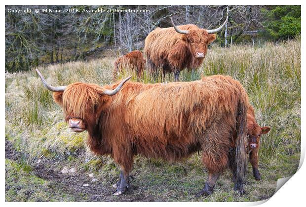 Highland Cattle Print by Jane Braat