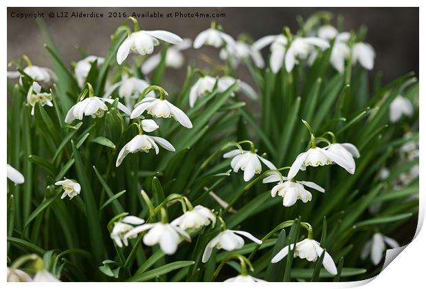 Snowdrops Print by LIZ Alderdice