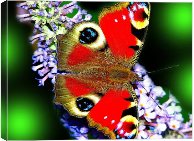 The Peacock Butterfly 3 Canvas Print by stephen walton