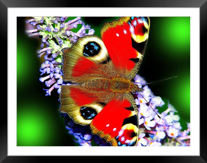 The Peacock Butterfly 3 Framed Mounted Print by stephen walton