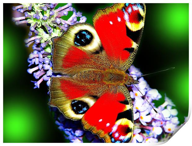 The Peacock Butterfly 3 Print by stephen walton