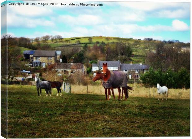 Horses in a field Canvas Print by Derrick Fox Lomax