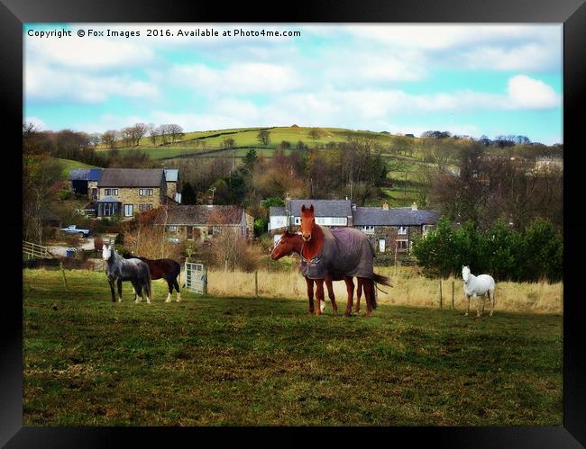 Horses in a field Framed Print by Derrick Fox Lomax