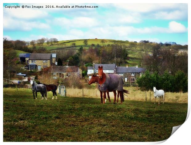 Horses in a field Print by Derrick Fox Lomax