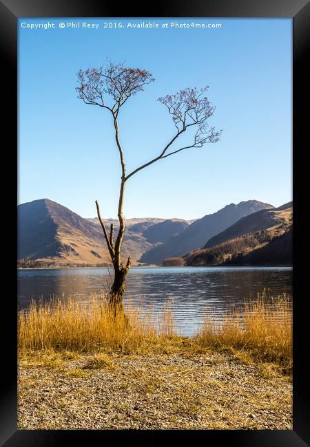 The Lone Tree Framed Print by Phil Reay