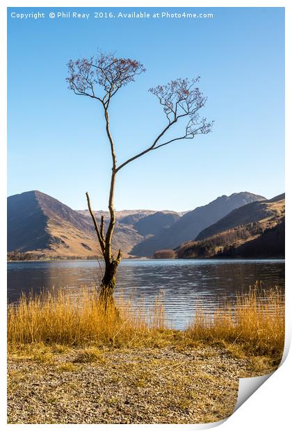 The Lone Tree Print by Phil Reay