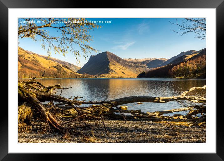 The fallen tree Framed Mounted Print by Phil Reay