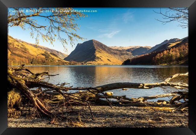 The fallen tree Framed Print by Phil Reay