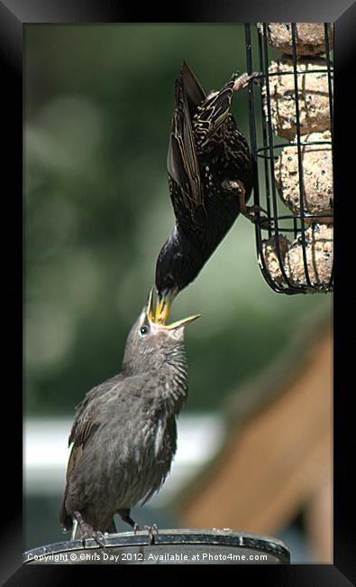 Starling feeding a juvenile Framed Print by Chris Day