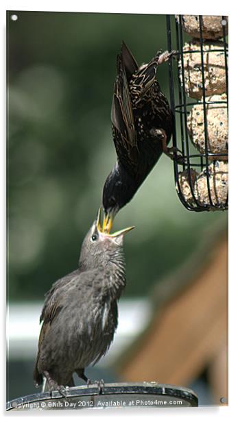 Starling feeding a juvenile Acrylic by Chris Day