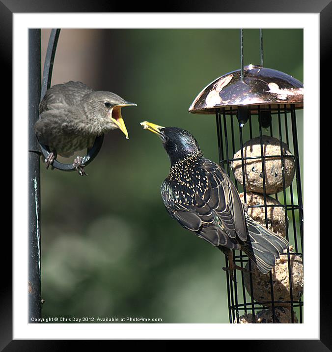 Starling feeding a juvenile Framed Mounted Print by Chris Day