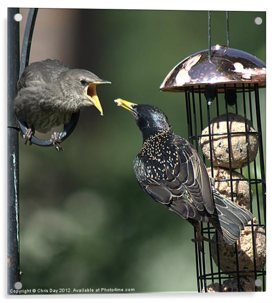 Starling feeding a juvenile Acrylic by Chris Day