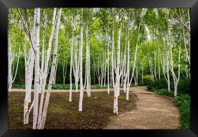 Birch Trees Framed Print by Svetlana Sewell