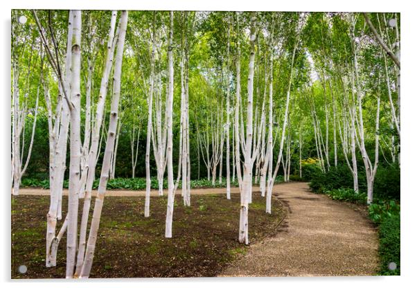 Birch Trees Acrylic by Svetlana Sewell