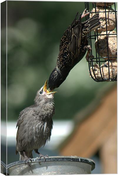 Starling feeding a juvenile Canvas Print by Chris Day