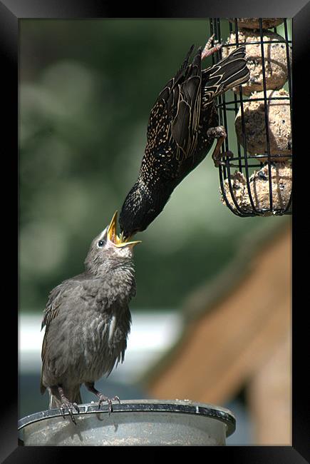 Starling feeding a juvenile Framed Print by Chris Day