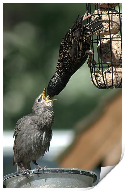 Starling feeding a juvenile Print by Chris Day