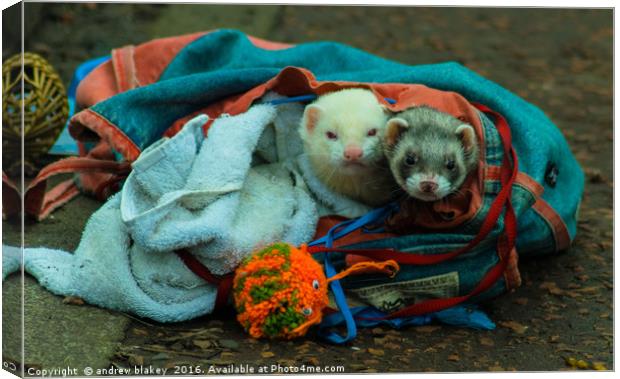 A bag of Ferrets Canvas Print by andrew blakey