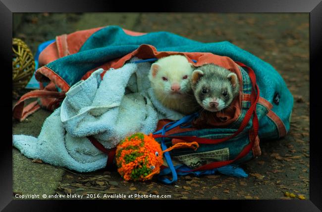 A bag of Ferrets Framed Print by andrew blakey
