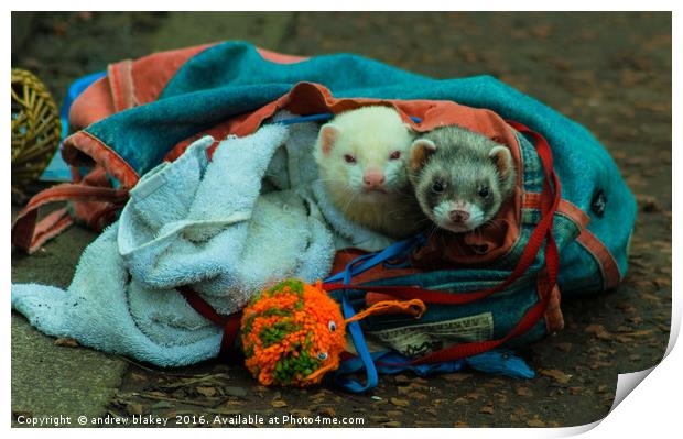 A bag of Ferrets Print by andrew blakey