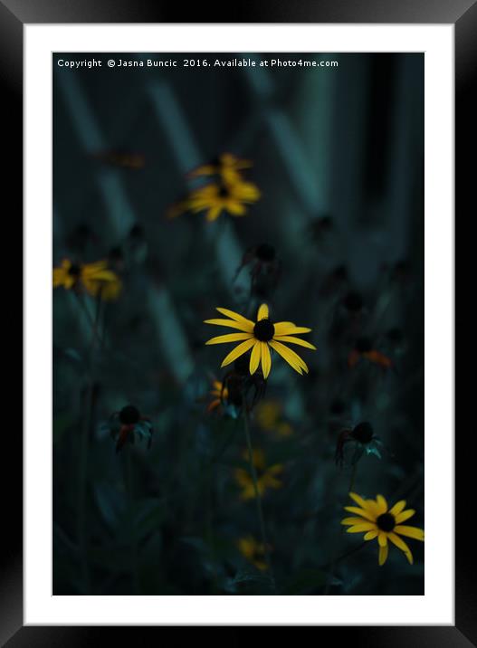 Black Eyed Susan Framed Mounted Print by Jasna Buncic