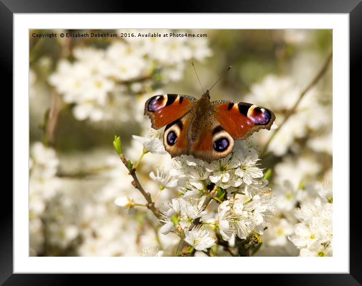 Blackthorn Blossom with Peacock Butterfly Framed Mounted Print by Elizabeth Debenham