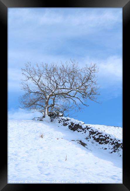 Tree on the Hill Framed Print by Heather Athey