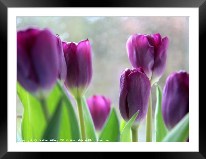 Purple tulips Framed Mounted Print by Heather Athey