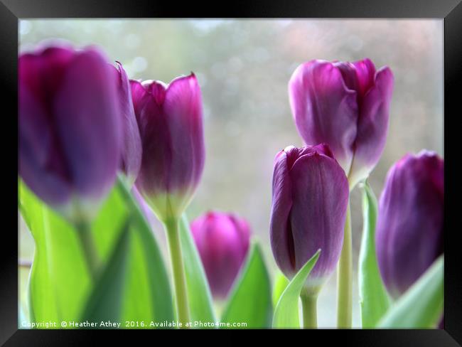 Purple tulips Framed Print by Heather Athey
