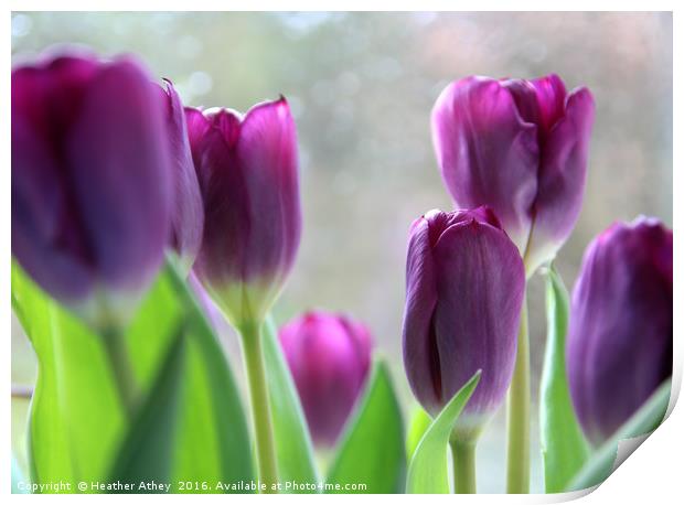 Purple tulips Print by Heather Athey